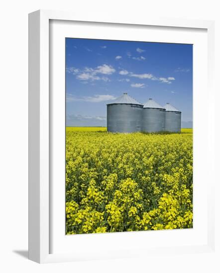 Canola Field in Saint Agathe, Winnipeg Region, Manitoba, Canada, North America-Richard Cummins-Framed Photographic Print