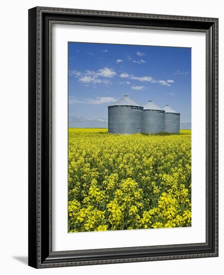 Canola Field in Saint Agathe, Winnipeg Region, Manitoba, Canada, North America-Richard Cummins-Framed Photographic Print