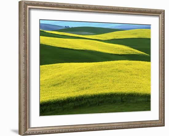 Canola Fields in bloom, Moscow, Idaho, USA-Charles Gurche-Framed Photographic Print