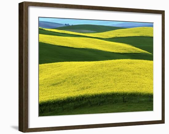 Canola Fields in bloom, Moscow, Idaho, USA-Charles Gurche-Framed Photographic Print