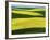 Canola Fields in bloom, Moscow, Idaho, USA-Charles Gurche-Framed Photographic Print