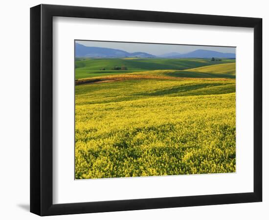 Canola fields in bloom, Spokane County, Washington, USA-Charles Gurche-Framed Photographic Print