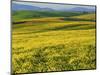 Canola fields in bloom, Spokane County, Washington, USA-Charles Gurche-Mounted Photographic Print