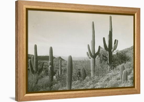 Canon des Coches, Tortolita Mountains, USA-D. T. MacDougal-Framed Premier Image Canvas