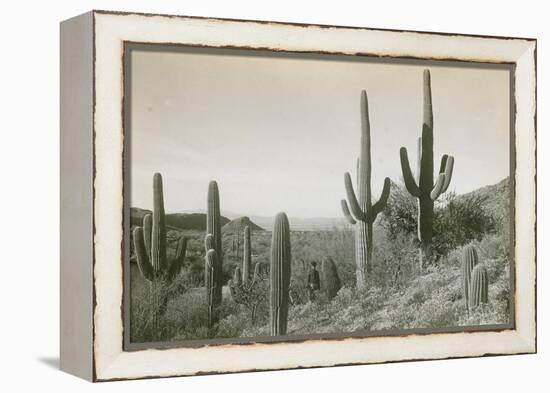 Canon des Coches, Tortolita Mountains, USA-D. T. MacDougal-Framed Premier Image Canvas