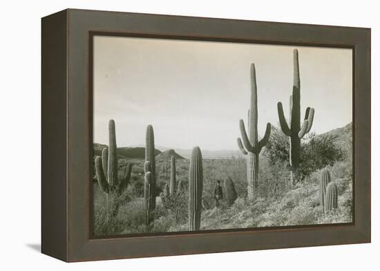 Canon des Coches, Tortolita Mountains, USA-D. T. MacDougal-Framed Premier Image Canvas