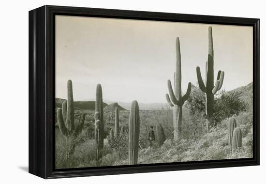 Canon des Coches, Tortolita Mountains, USA-D. T. MacDougal-Framed Premier Image Canvas