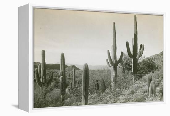 Canon des Coches, Tortolita Mountains, USA-D. T. MacDougal-Framed Premier Image Canvas