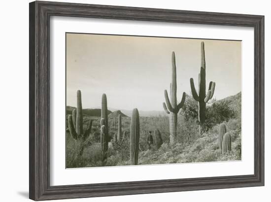 Canon des Coches, Tortolita Mountains, USA-D. T. MacDougal-Framed Photographic Print