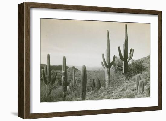 Canon des Coches, Tortolita Mountains, USA-D. T. MacDougal-Framed Photographic Print