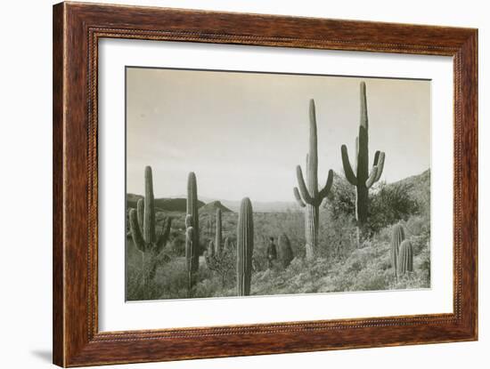 Canon des Coches, Tortolita Mountains, USA-D. T. MacDougal-Framed Photographic Print