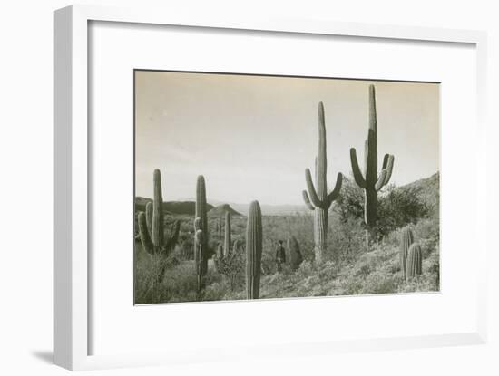 Canon des Coches, Tortolita Mountains, USA-D. T. MacDougal-Framed Photographic Print