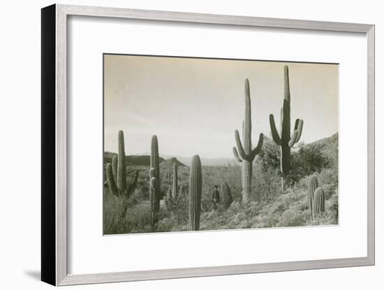 Canon des Coches, Tortolita Mountains, USA-D. T. MacDougal-Framed Photographic Print