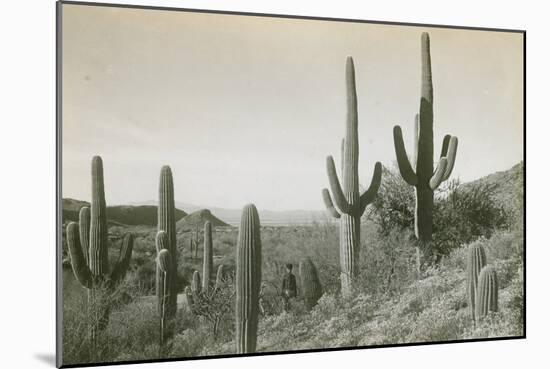 Canon des Coches, Tortolita Mountains, USA-D. T. MacDougal-Mounted Photographic Print