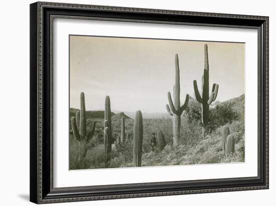 Canon des Coches, Tortolita Mountains, USA-D. T. MacDougal-Framed Photographic Print