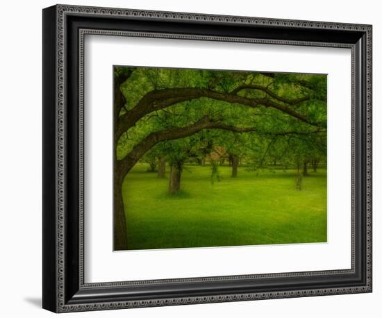 Canopu-Irene Suchocki-Framed Photographic Print