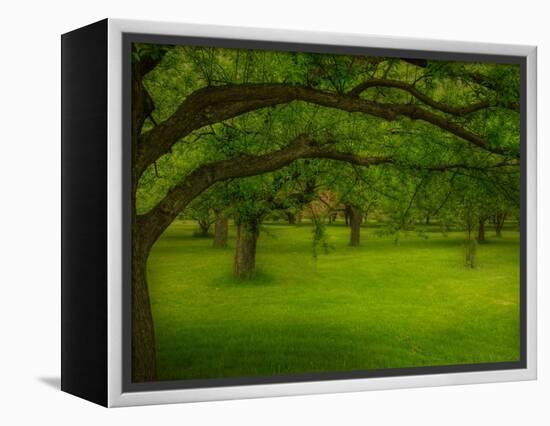 Canopu-Irene Suchocki-Framed Premier Image Canvas