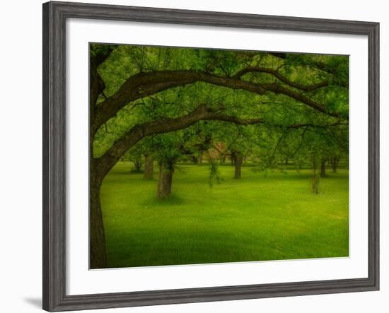 Canopu-Irene Suchocki-Framed Photographic Print