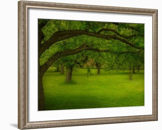 Canopu-Irene Suchocki-Framed Photographic Print