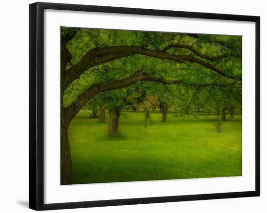 Canopu-Irene Suchocki-Framed Photographic Print