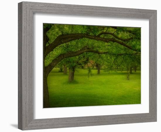 Canopu-Irene Suchocki-Framed Photographic Print