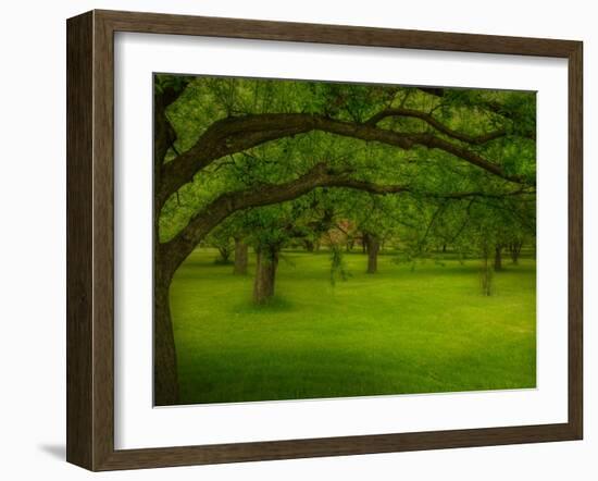 Canopu-Irene Suchocki-Framed Photographic Print