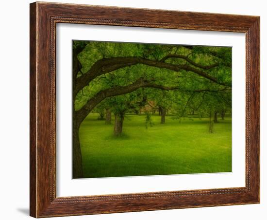 Canopu-Irene Suchocki-Framed Photographic Print