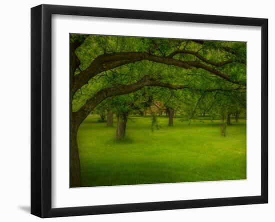 Canopu-Irene Suchocki-Framed Photographic Print