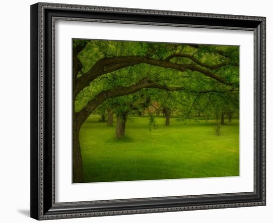 Canopu-Irene Suchocki-Framed Photographic Print