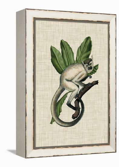 Canopy Monkey IV-Naomi McCavitt-Framed Stretched Canvas