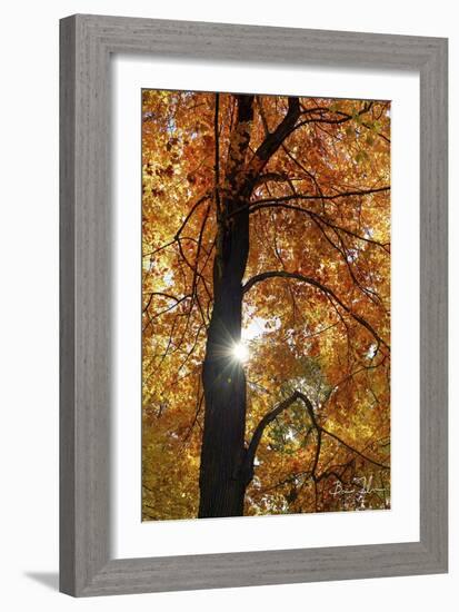 Canopy Of Color-5fishcreative-Framed Giclee Print