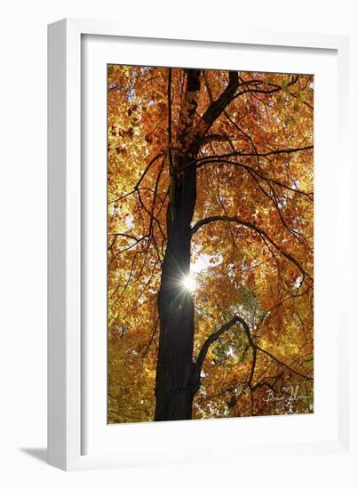Canopy Of Color-5fishcreative-Framed Giclee Print