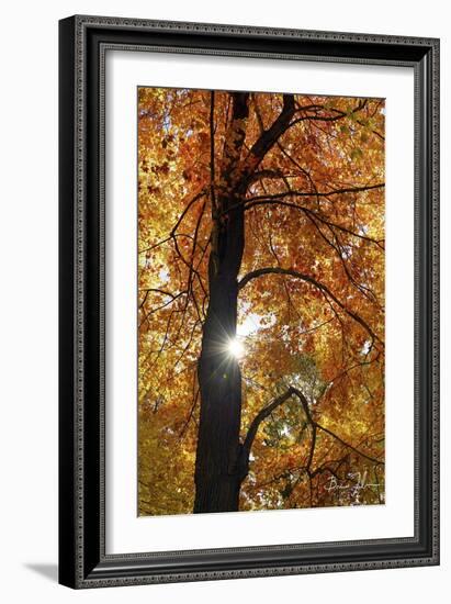 Canopy Of Color-5fishcreative-Framed Giclee Print