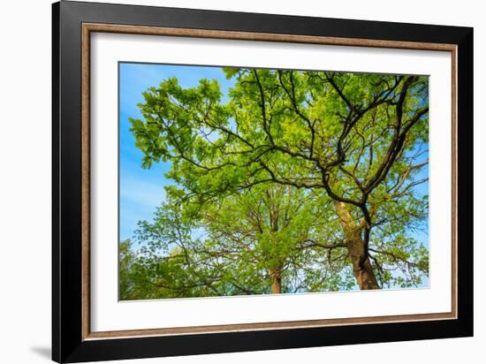 Canopy of Tall Oak Trees. Upper Branches of Tree-Grisha Bruev-Framed Photographic Print