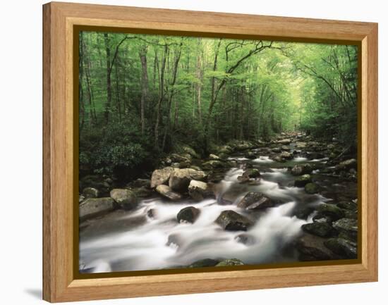 Canopy over Big Creek, Great Smoky Mountains National Park, North Carolina, USA-Adam Jones-Framed Premier Image Canvas