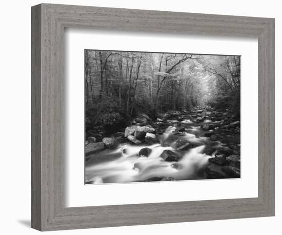 Canopy over Big Creek, Great Smoky Mountains National Park, North Carolina, USA-Adam Jones-Framed Photographic Print