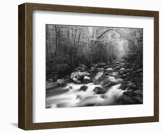 Canopy over Big Creek, Great Smoky Mountains National Park, North Carolina, USA-Adam Jones-Framed Photographic Print