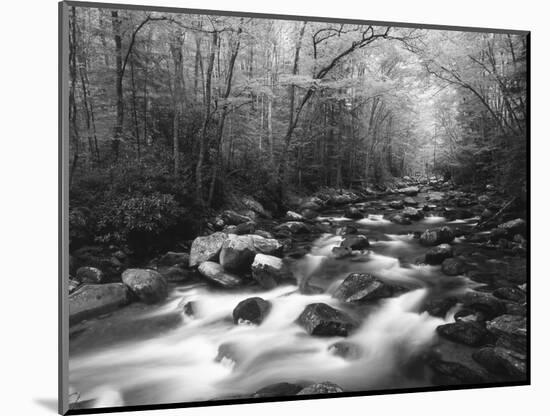 Canopy over Big Creek, Great Smoky Mountains National Park, North Carolina, USA-Adam Jones-Mounted Photographic Print