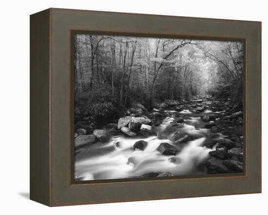 Canopy over Big Creek, Great Smoky Mountains National Park, North Carolina, USA-Adam Jones-Framed Premier Image Canvas