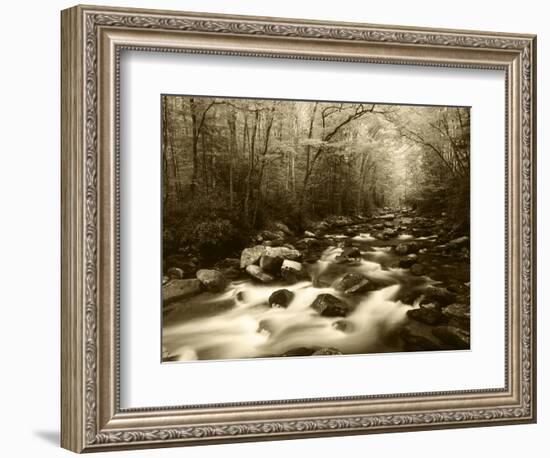 Canopy over Big Creek, Great Smoky Mountains National Park, North Carolina, USA-Adam Jones-Framed Photographic Print