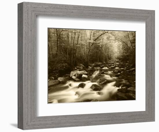 Canopy over Big Creek, Great Smoky Mountains National Park, North Carolina, USA-Adam Jones-Framed Photographic Print