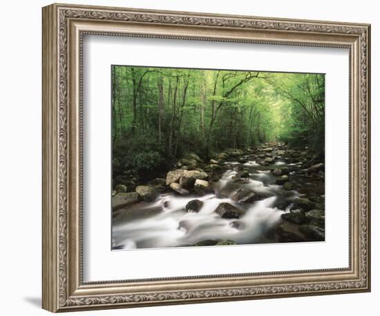 Canopy over Big Creek, Great Smoky Mountains National Park, North Carolina, USA-Adam Jones-Framed Premium Photographic Print