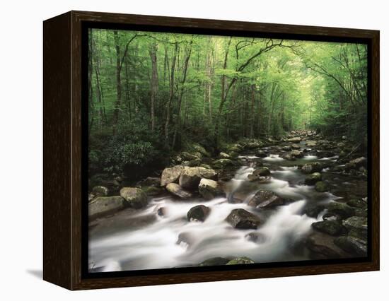 Canopy over Big Creek, Great Smoky Mountains National Park, North Carolina, USA-Adam Jones-Framed Premier Image Canvas