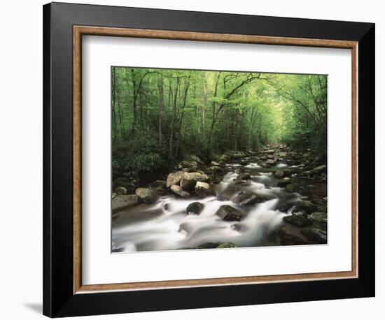 Canopy over Big Creek, Great Smoky Mountains National Park, North Carolina, USA-Adam Jones-Framed Photographic Print