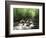 Canopy over Big Creek, Great Smoky Mountains National Park, North Carolina, USA-Adam Jones-Framed Photographic Print