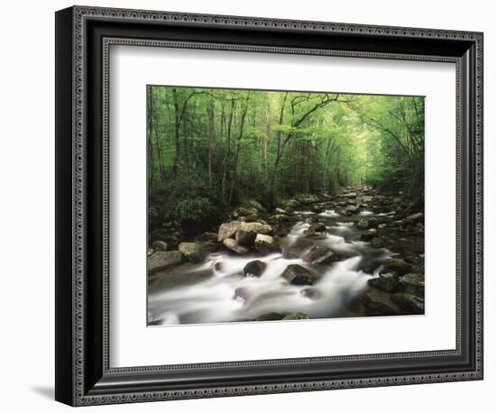 Canopy over Big Creek, Great Smoky Mountains National Park, North Carolina, USA-Adam Jones-Framed Photographic Print