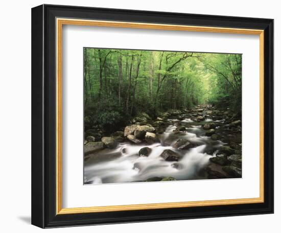 Canopy over Big Creek, Great Smoky Mountains National Park, North Carolina, USA-Adam Jones-Framed Photographic Print