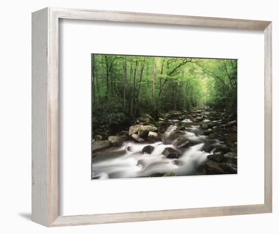 Canopy over Big Creek, Great Smoky Mountains National Park, North Carolina, USA-Adam Jones-Framed Photographic Print