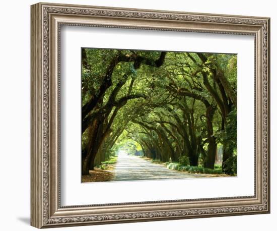 Canopy Road I-James McLoughlin-Framed Photographic Print