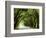 Canopy Road I-James McLoughlin-Framed Photographic Print